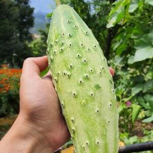 Himalayan Organic Cucumber