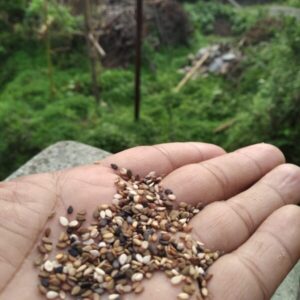 Himalayan White Sesame Seeds